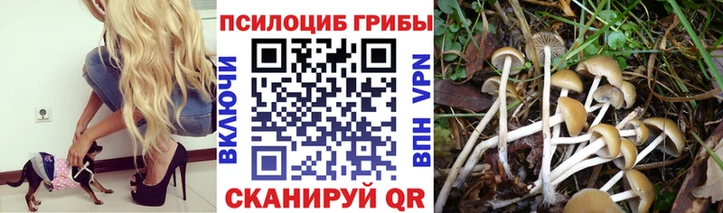 Галлюциногенные грибы Cubensis  Зеленокумск 